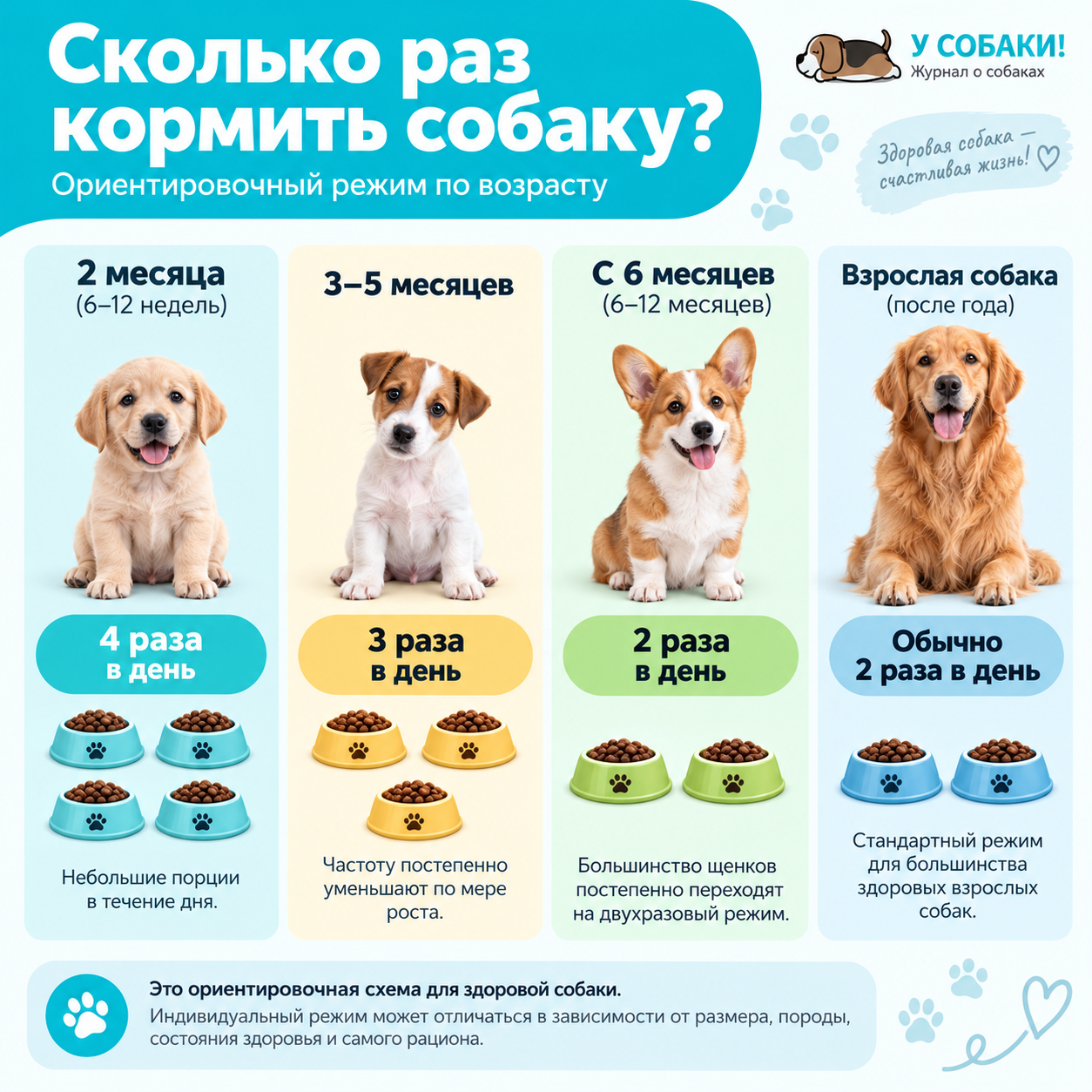 Режим кормления щенков и взрослых собак по возрасту